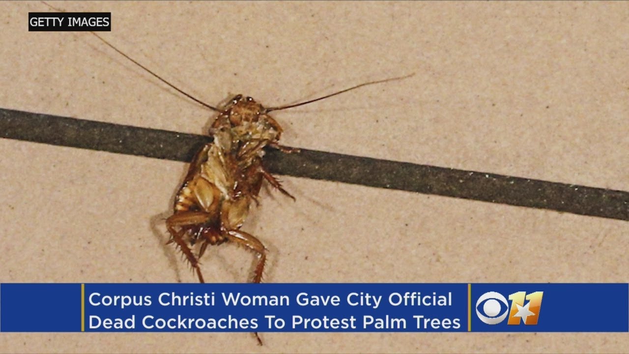 Texas Woman Gives Dead Cockroaches To City Official To Protest Trees
