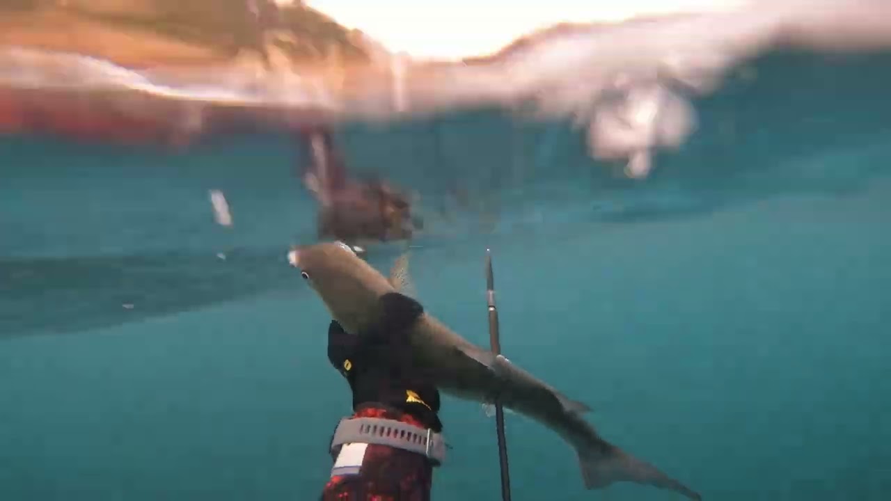 #spearfishing Pistolet à eau : chasse en eaux troubles13/02-2026
