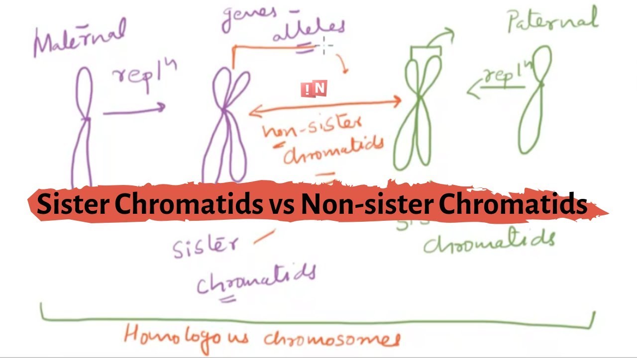 Sister Chromatids and Non-sister Chromatids - What is the Difference?