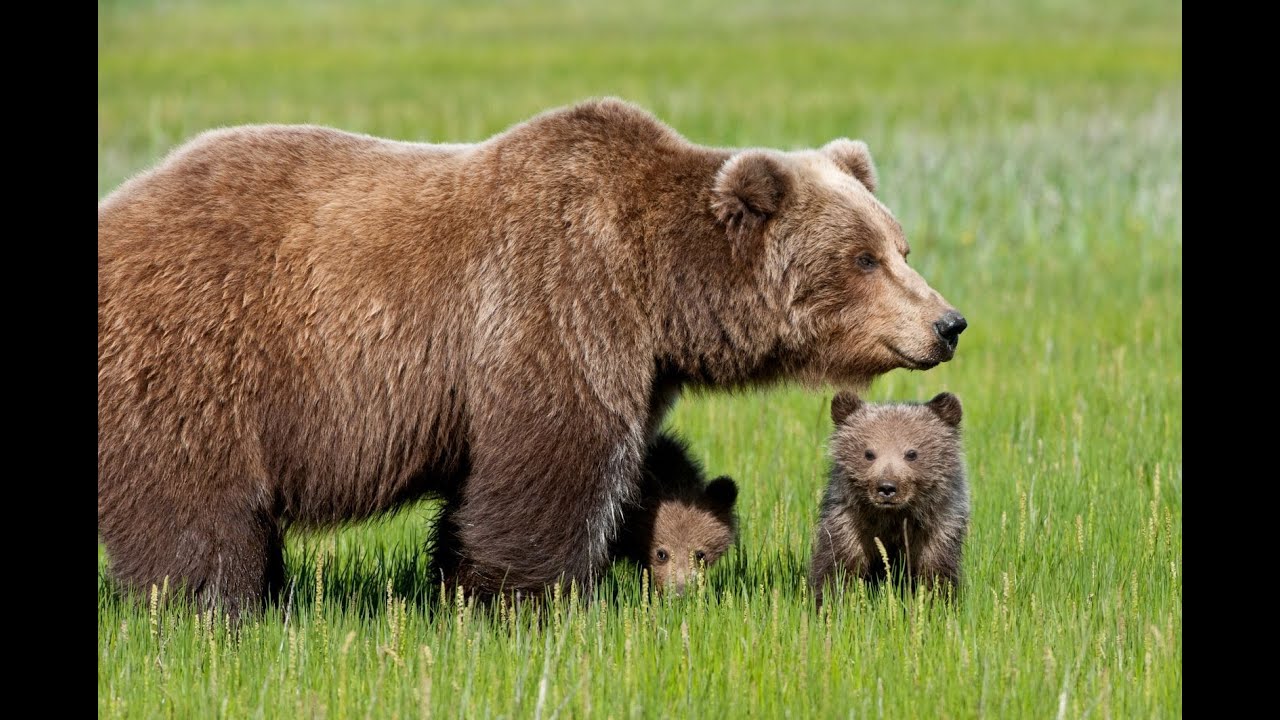 Wildlife Sayram Ugham