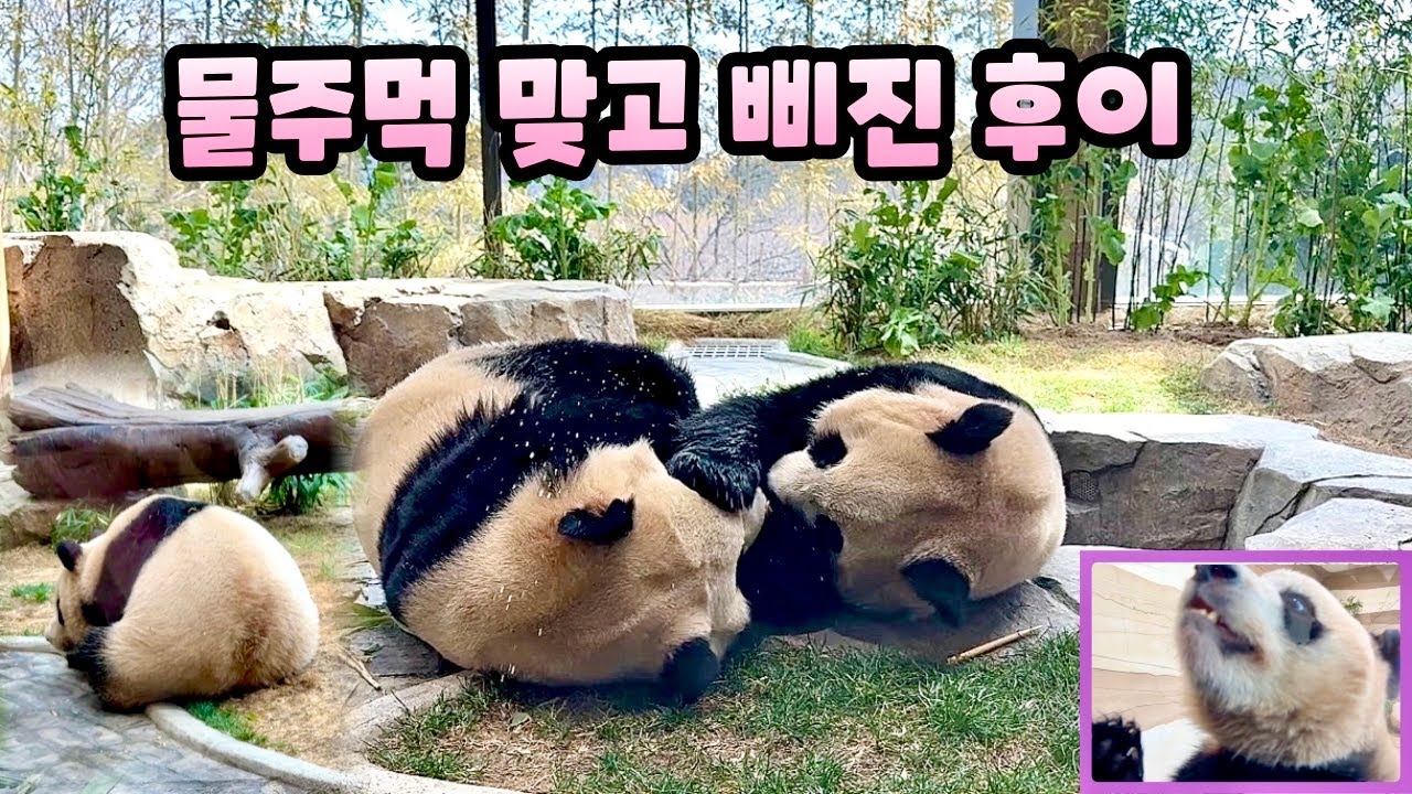 물싸다구 맞고 후또삐💦 루이는 유리 치지않으실게요🙌🏻  | #루이바오 #후이바오 