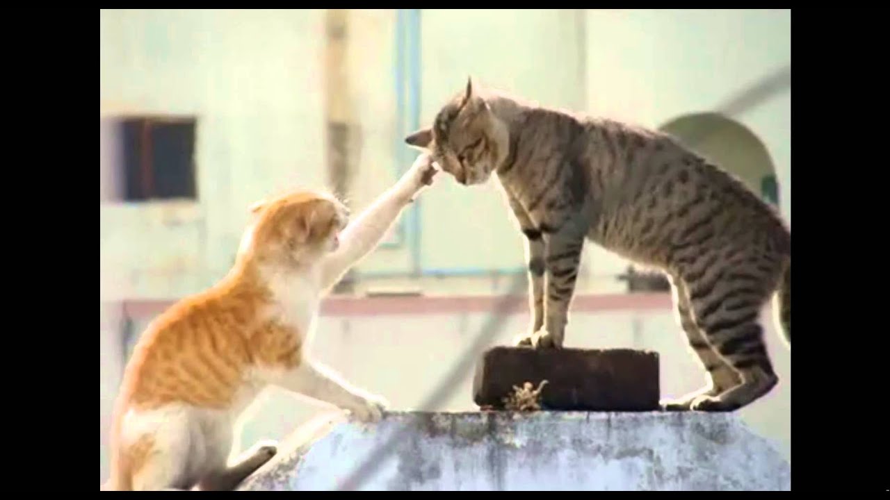 fight of cats-კატების ჩხუბი