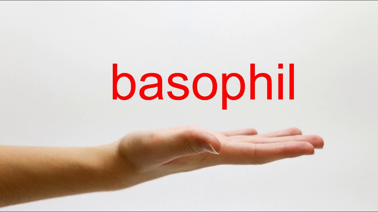 How to Pronounce basophil - American English