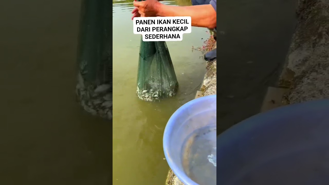 Panen ikan dari perangkap bubu payung ☔ #short #bubupaying #mancing