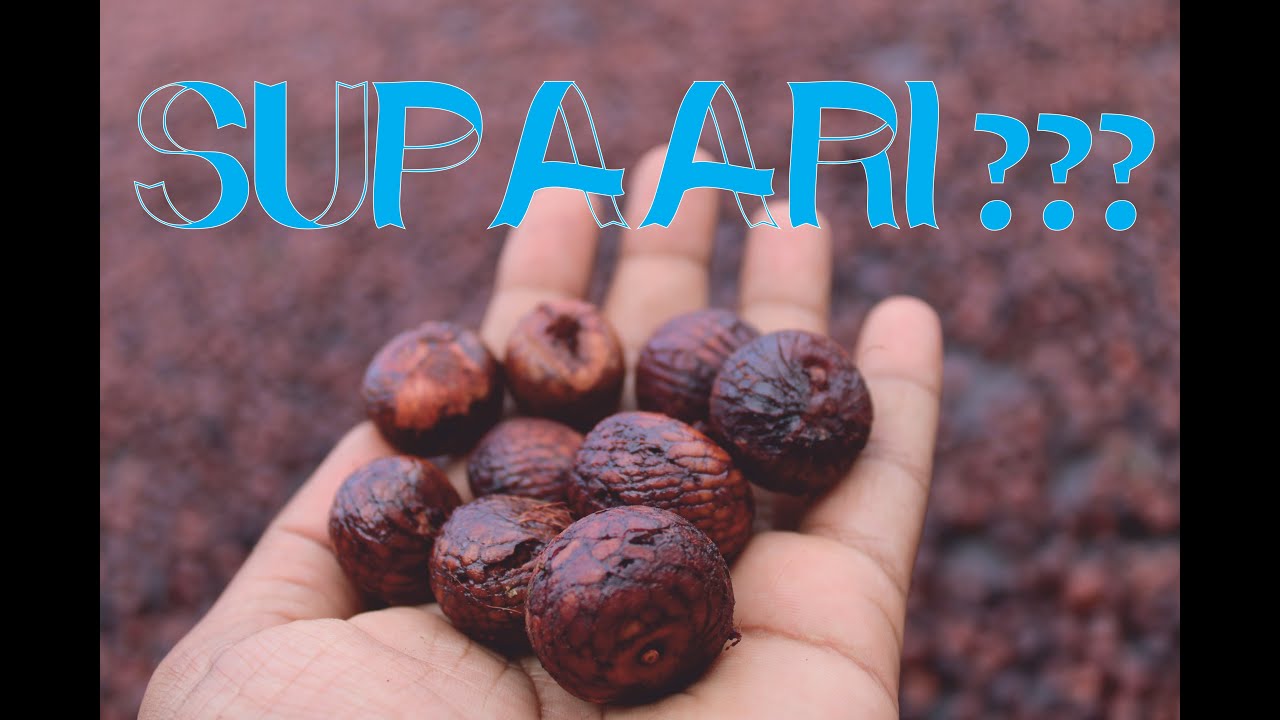 Arecanut | Supari | Kerebilchi | The arecanut processing business.
