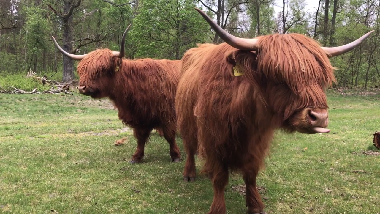 Rinderherde im Wald