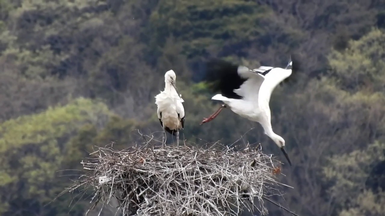 鳴門コウノトリ 2020/03/31 撮影 成長記録 徳島県鳴門市