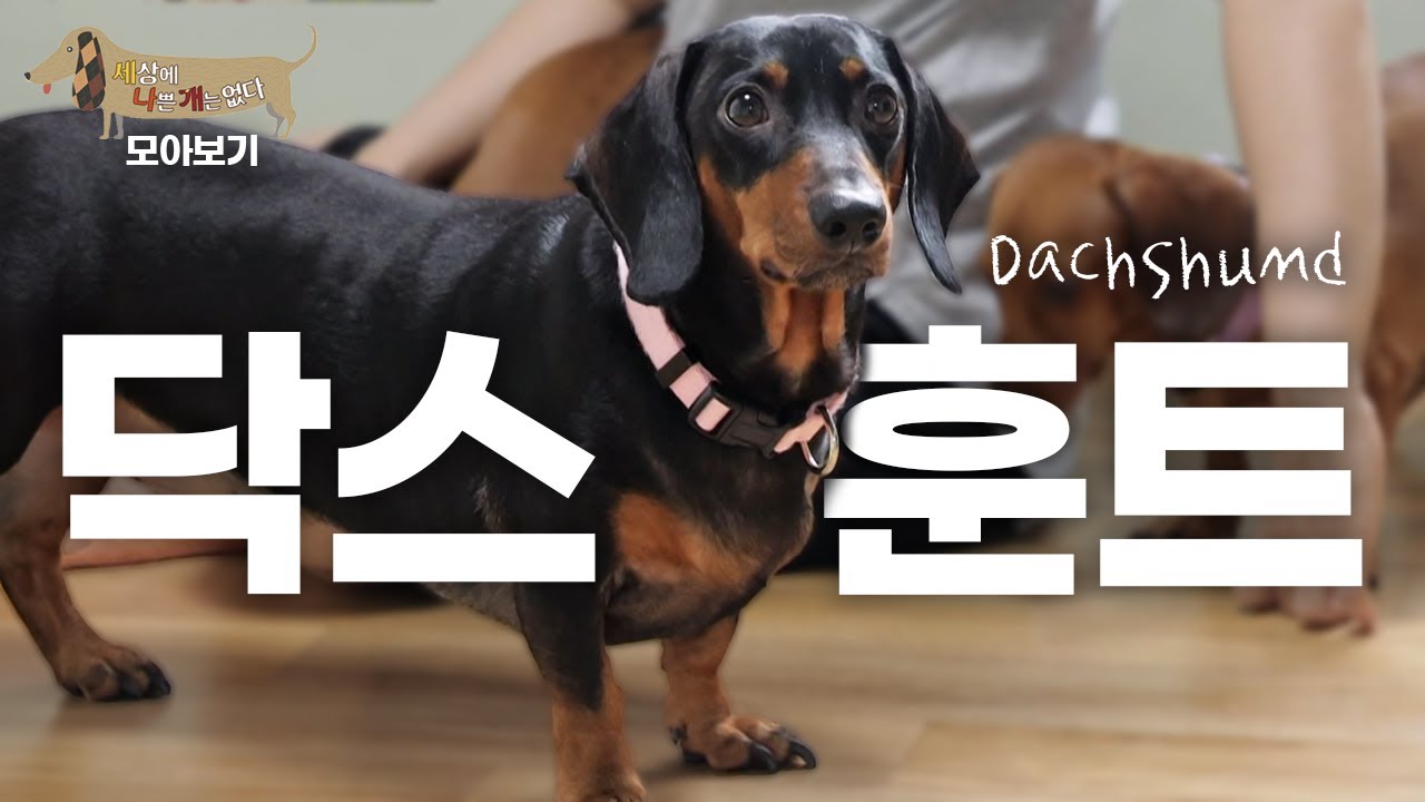 [세나개 댕모아] 짧은 다리, 기~다란 몸통! 귀여움의 대명사, 닥스훈트의 문제 행동 🐶 닥스훈트 편