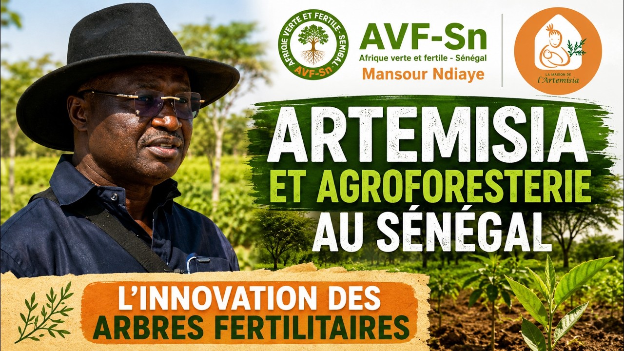 Artemisia et agroforesterie : une innovation par les arbres fertilitaires au Senegal
