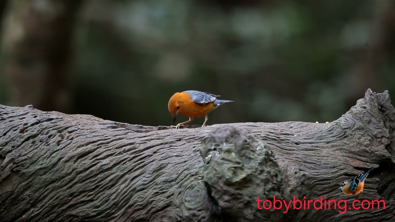 ORANGE-HEADED THRUSH @VIETNAM-BIRD-MAN 