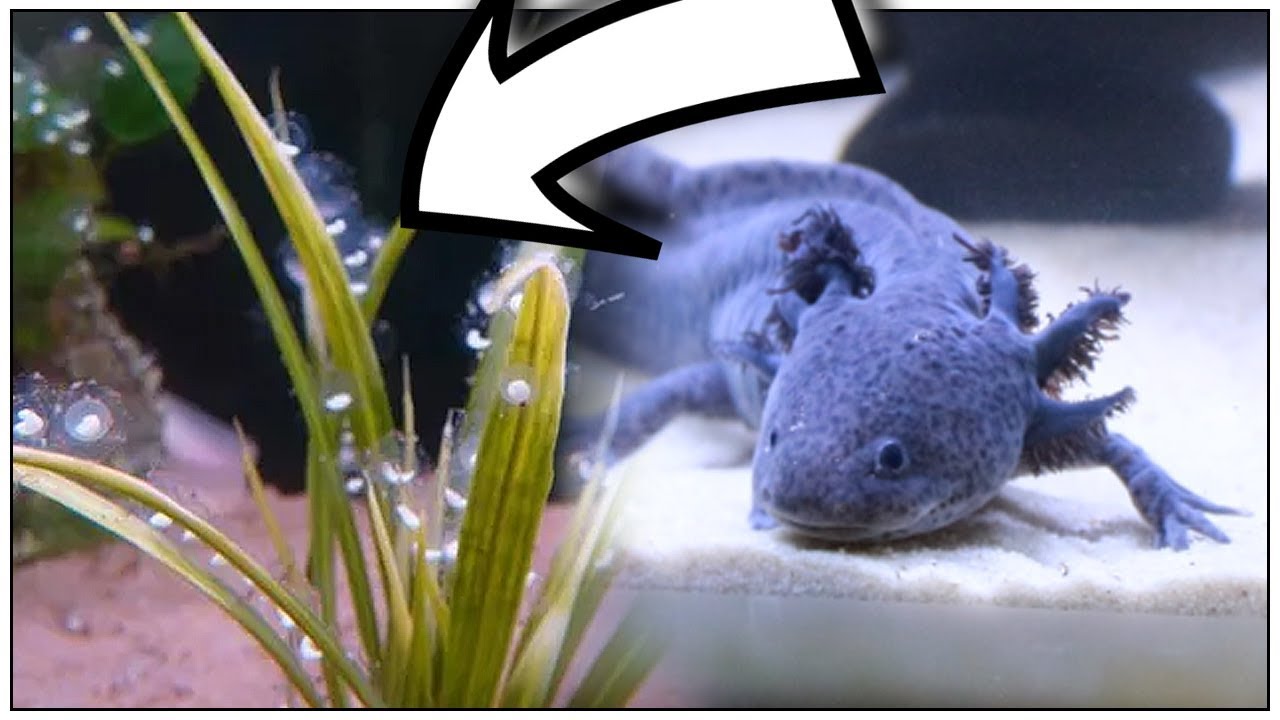 MON AXOLOTL A PONDU ! - EUBLEPHARIS