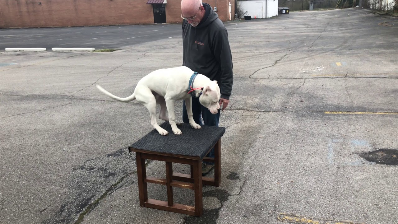 7 month old Dogo Argentino 