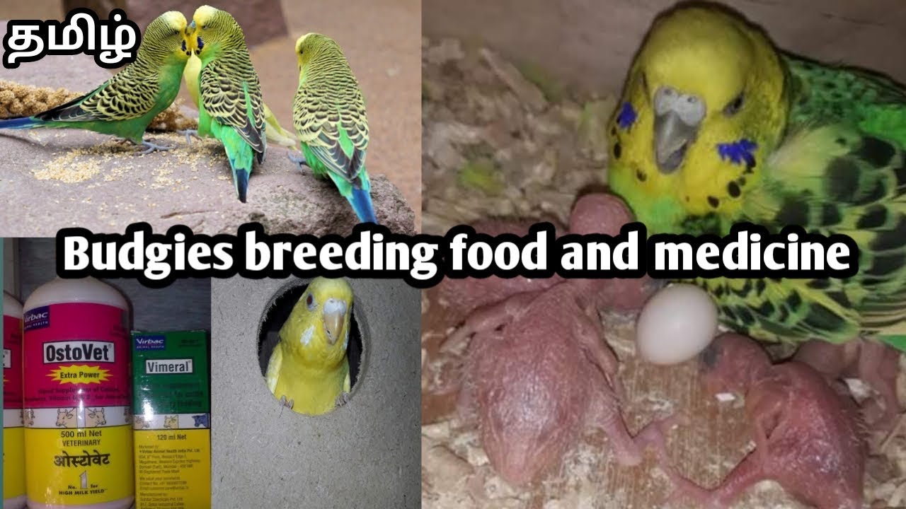 Budgies breeding food and breeding medicine in tamil