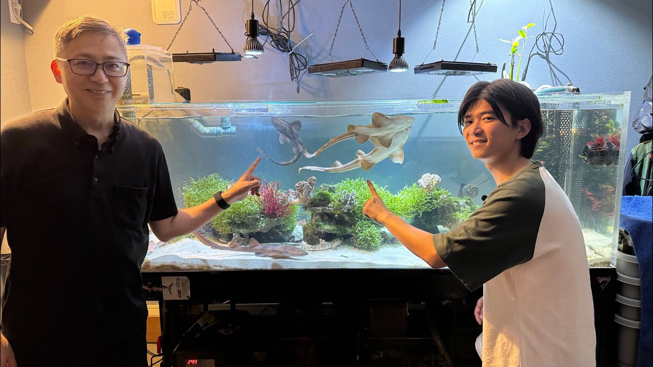 サメを水槽で飼育する夢❗️サメマニア再訪問が楽し過ぎた！