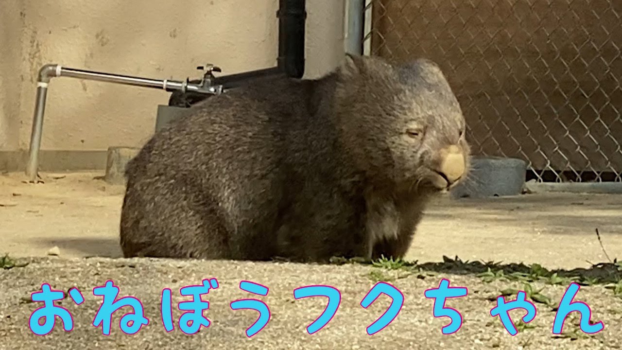 【ウォンバット】おねぼうフクちゃん☆