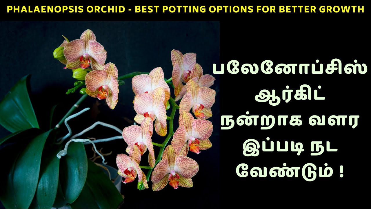 Phalaenopsis Orchid best potting options for good growth - பலேனோப்சிஸ் ஆர்கிட் நடும் முறை
