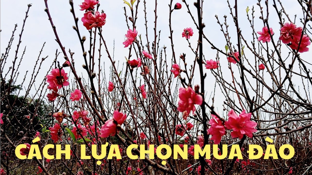 # vườn đào tết -Kinh nghiệm và cách lựa chọn mua cây đào tết, của những người sành đào .