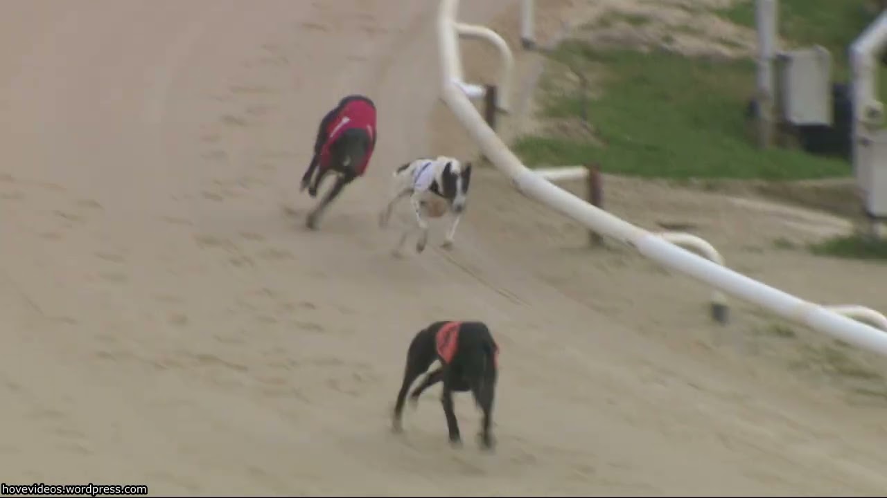 Hove Greyhound Trials 9/2/26