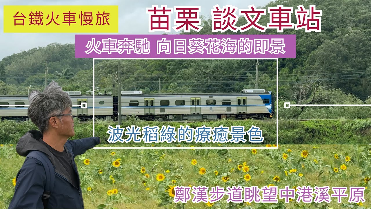 火車慢旅 苗栗 談文車站 ep315『談文車站旁療癒的波光稻綠美景,欣賞火車奔馳在向日葵花海田的即景,漫步談文學緣榕福道,輕鬆好走的鄭漢紀念步道眺望中港溪平原』