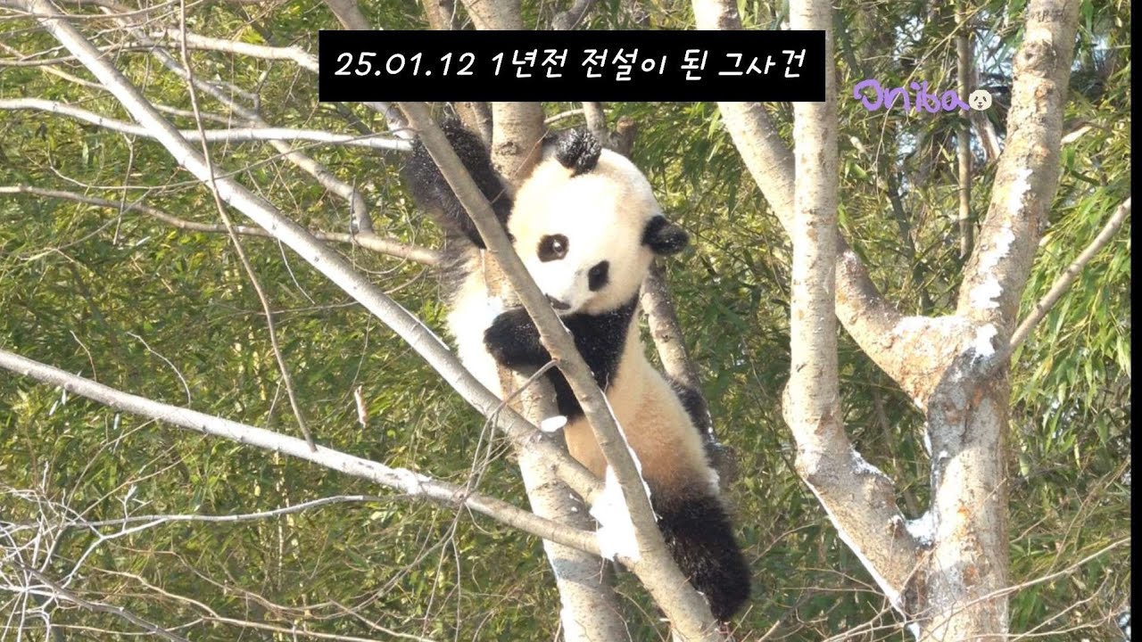 루이바오 1년전 그사건 루퐁당당 쪼꼬미 진짜 높이 올라갔었어요 대단히 멋졌던 날