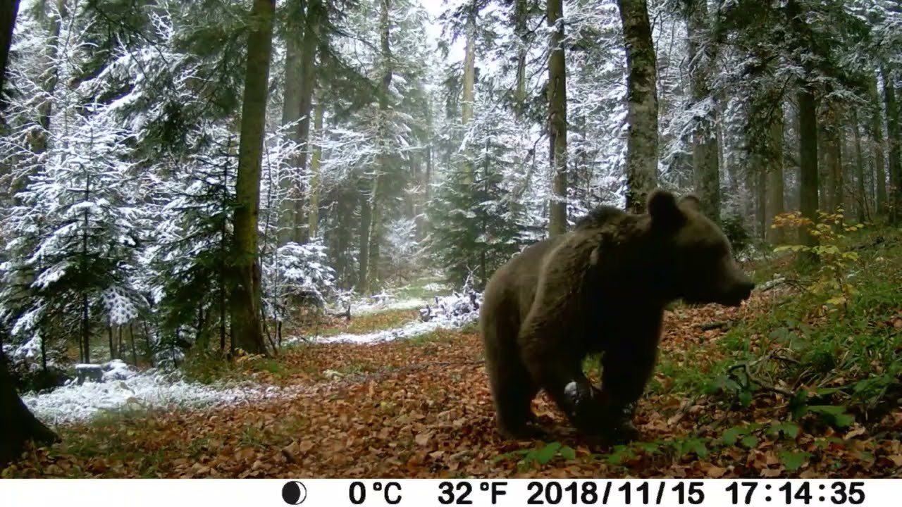 Mevsim geçişi ve ayı dostumuz / Season pass and our bear friend