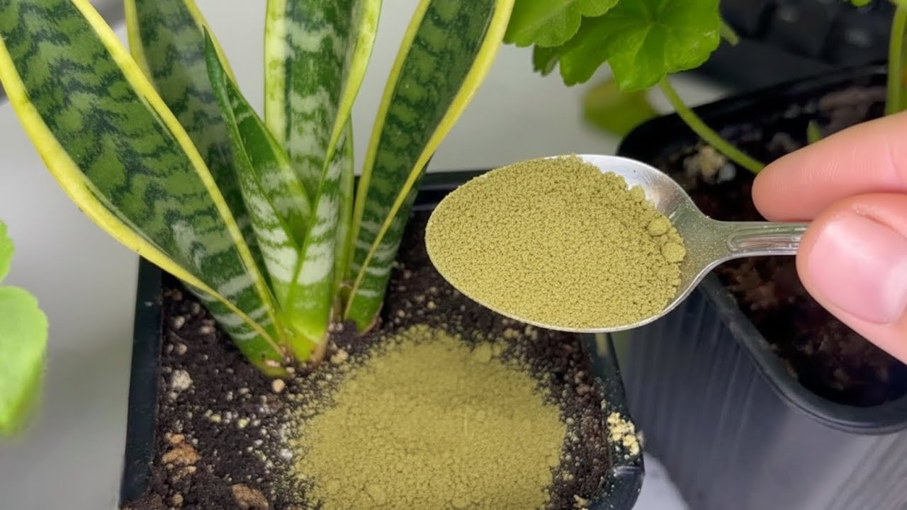 Better Soil, Healthier Plants &mdash; Simple Natural Solution!