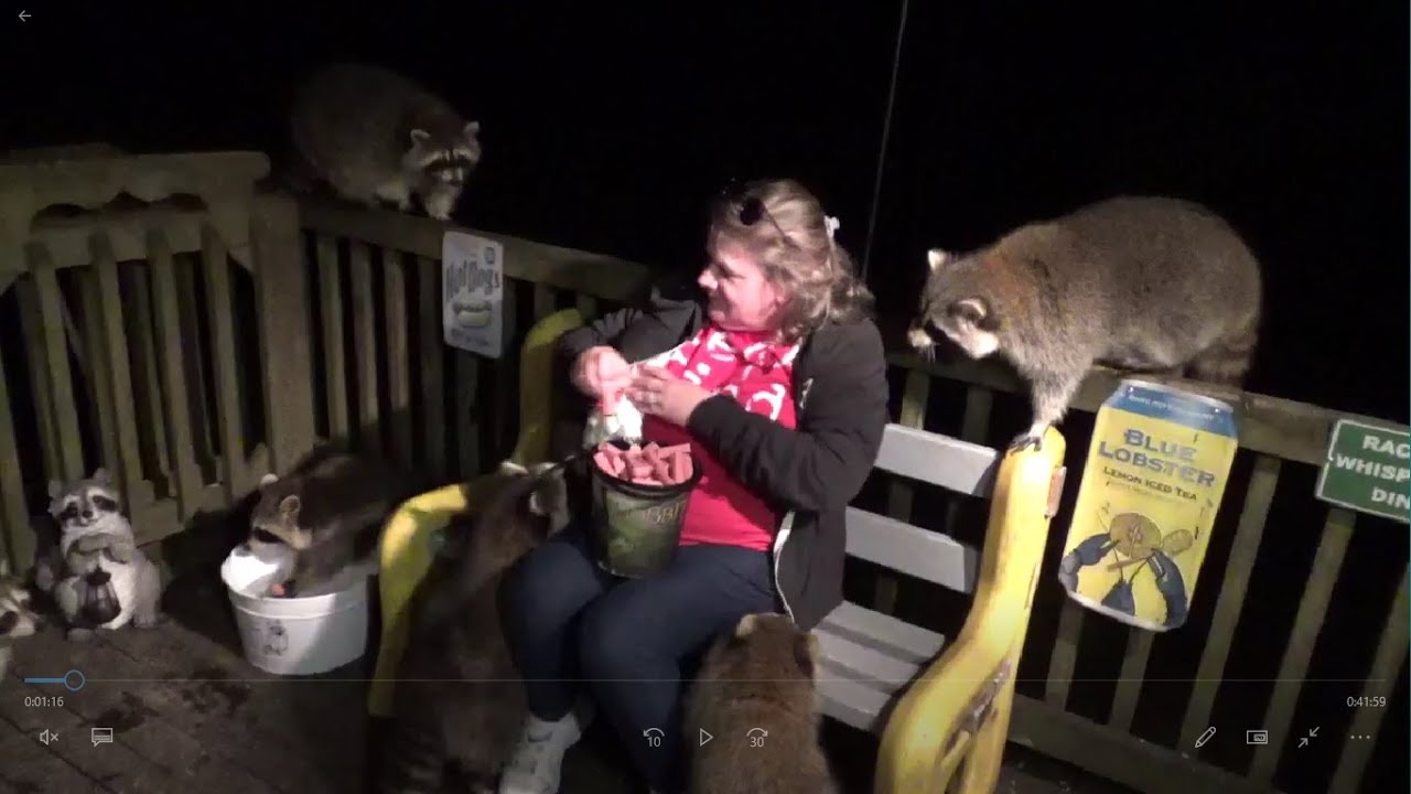 Angie Mobbed By Raccoons