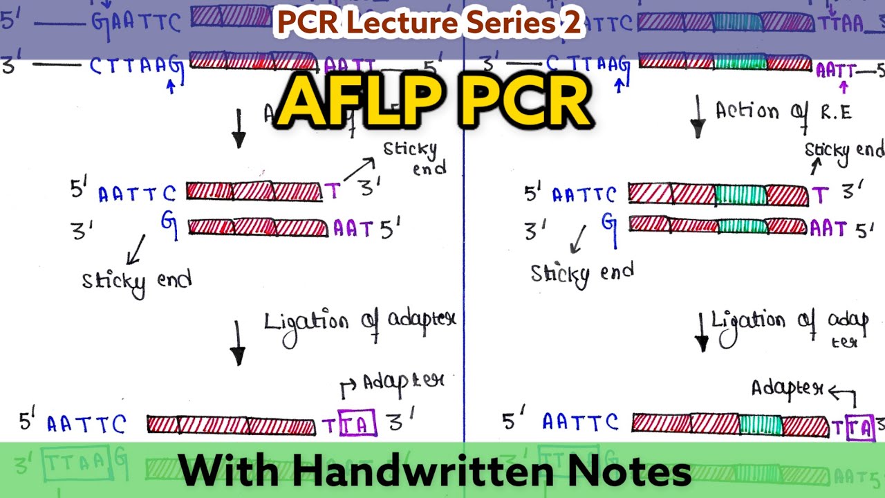 Amplified Fragment Length Polymorphism - PCR | Easy explanation | AFLP PCR