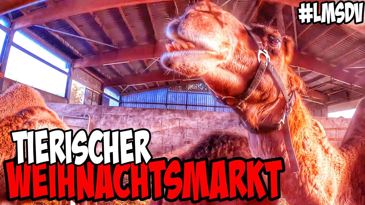 337: Mit dem Kamel &uuml;ber den Weihnachtsmarkt #LMSDV 12