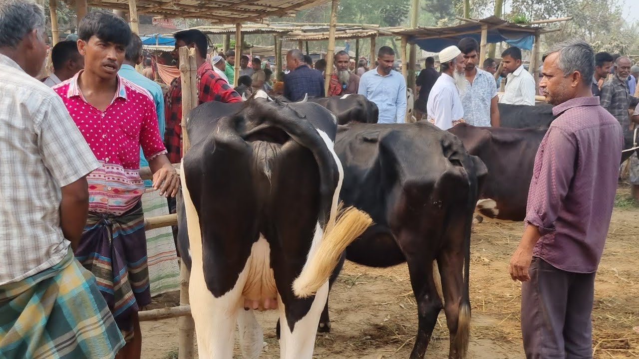 @আজ ১০ মার্চ ২৬ | মোটাতাজার উপযোগী শুকনো গাভী এবং বকনা গরুর দাম | আফতাবগঞ্জ হাট | দিনাজপুর 