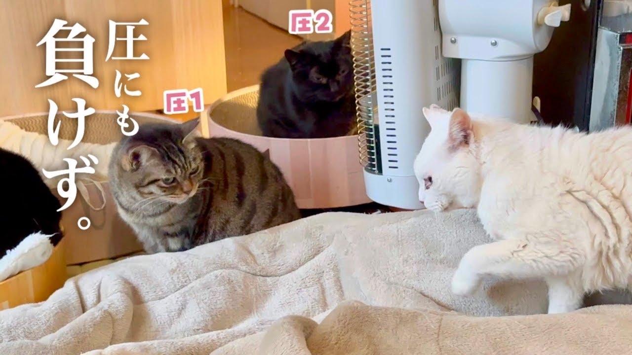 やる気はないけど、猫はかわいい。｜ Day3-5
