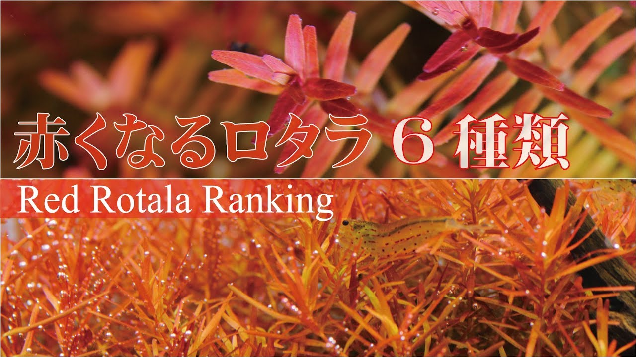 #60.赤くなるロタラ6種類　Rotala turns red
