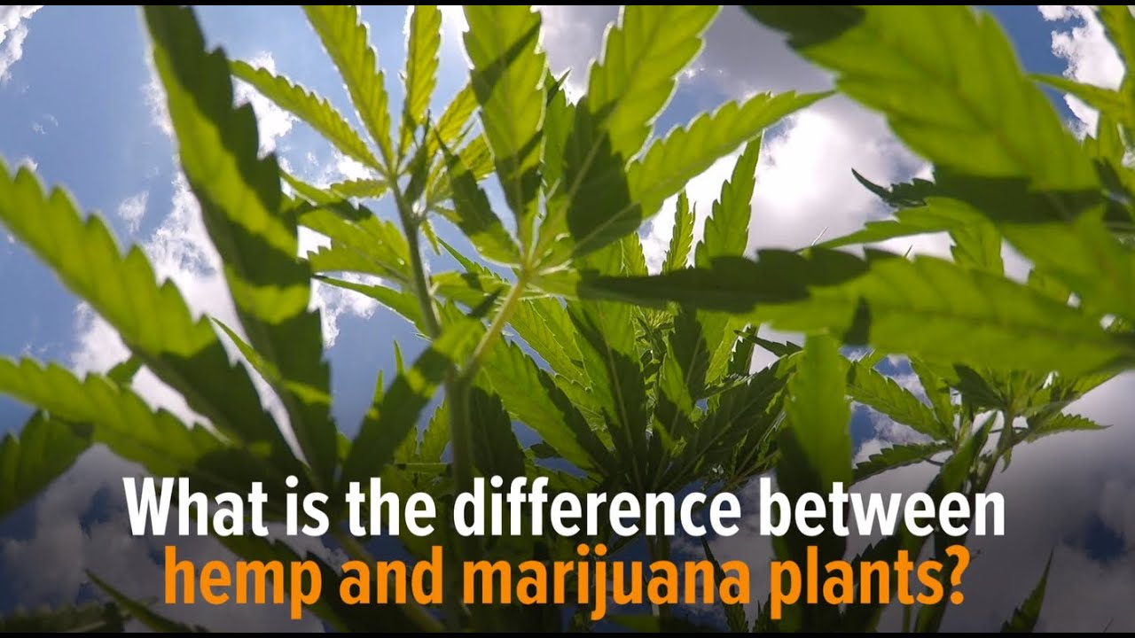 What is the difference between hemp and marijuana plants?