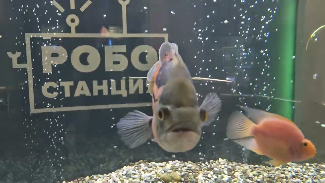 1 марта 2026 г.