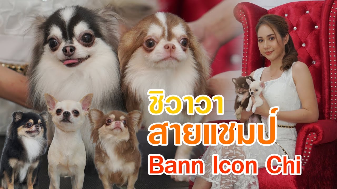 Top Dog Cat | สุนัขสายพันธุ์ Chihuahua : Bann Icon Chi