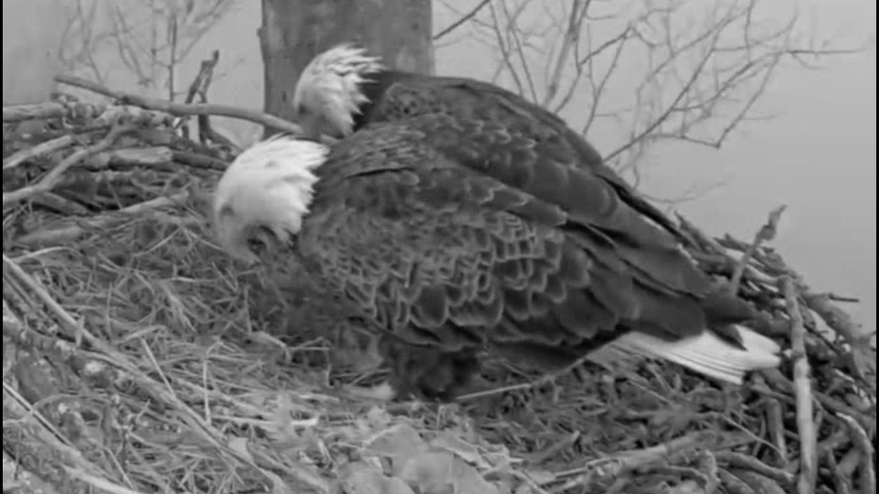Feb 17, 2026 - Foggy Morning Scout & Bella Check the Egg Cup - No Sign of Egg #1 - NCTC Bald Eagles
