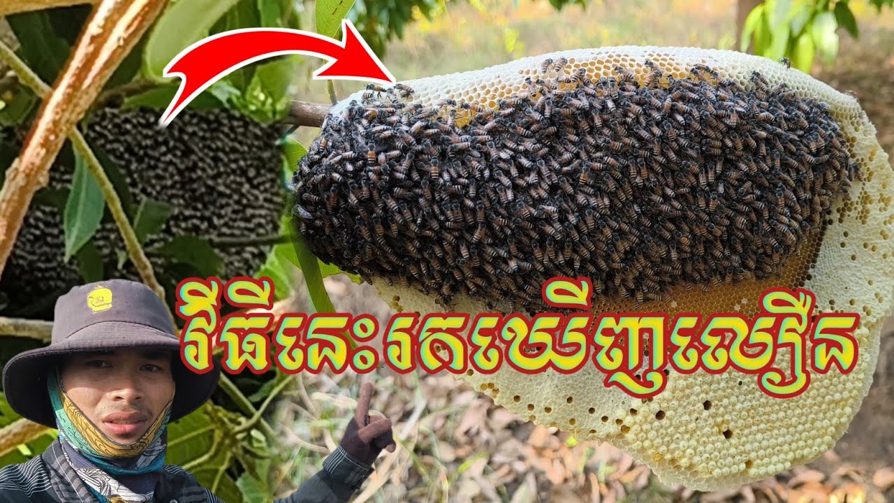 របៀបរកឃ្មុំផ្លិត🐝អោយឆាប់ឃើញលឿនងាយៗ