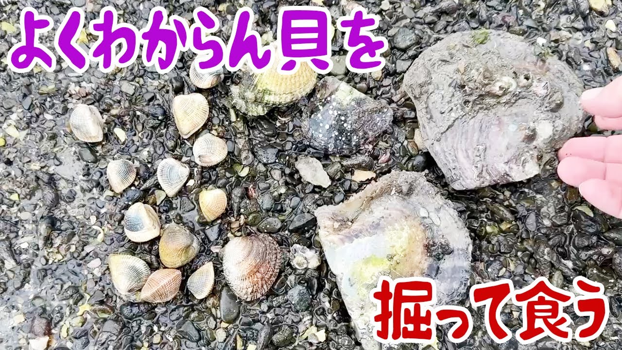 よくわからん貝を掘って食う