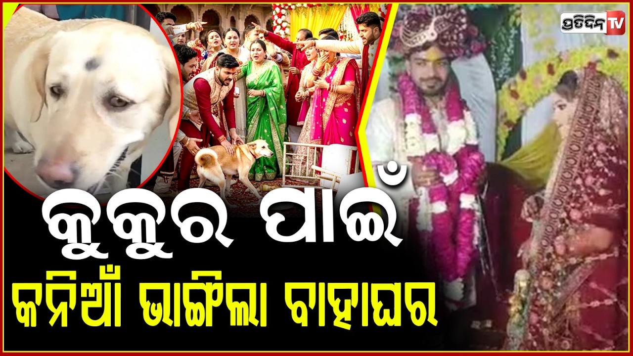 କନ୍ୟାଙ୍କ ପାଳିତ କୁକୁରକୁ ବାଡ଼େଇଲେ ବରପକ୍ଷ ,ବେଦିରୁ ଶିଶୁପାଳ ହେଇ ଫେରିଲା ବର !  Pet dog sparks violent clash