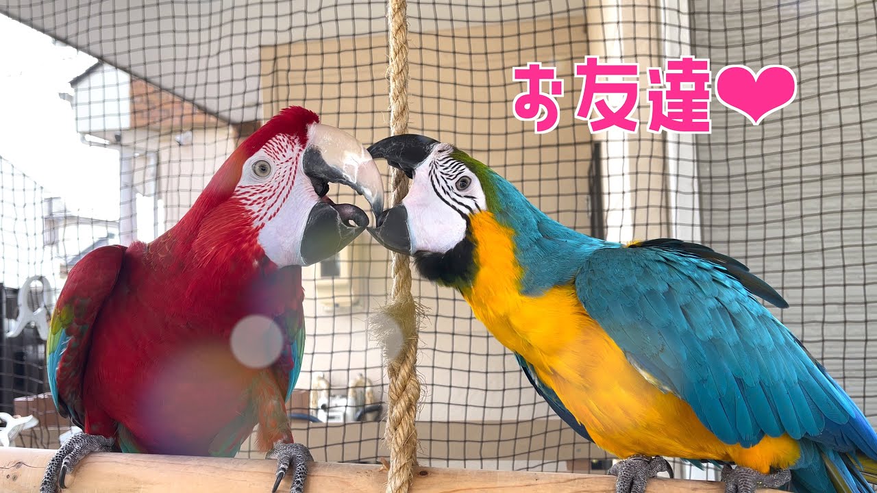 【コラボ】バードランで子供のように思い切り楽しむインコ達✨