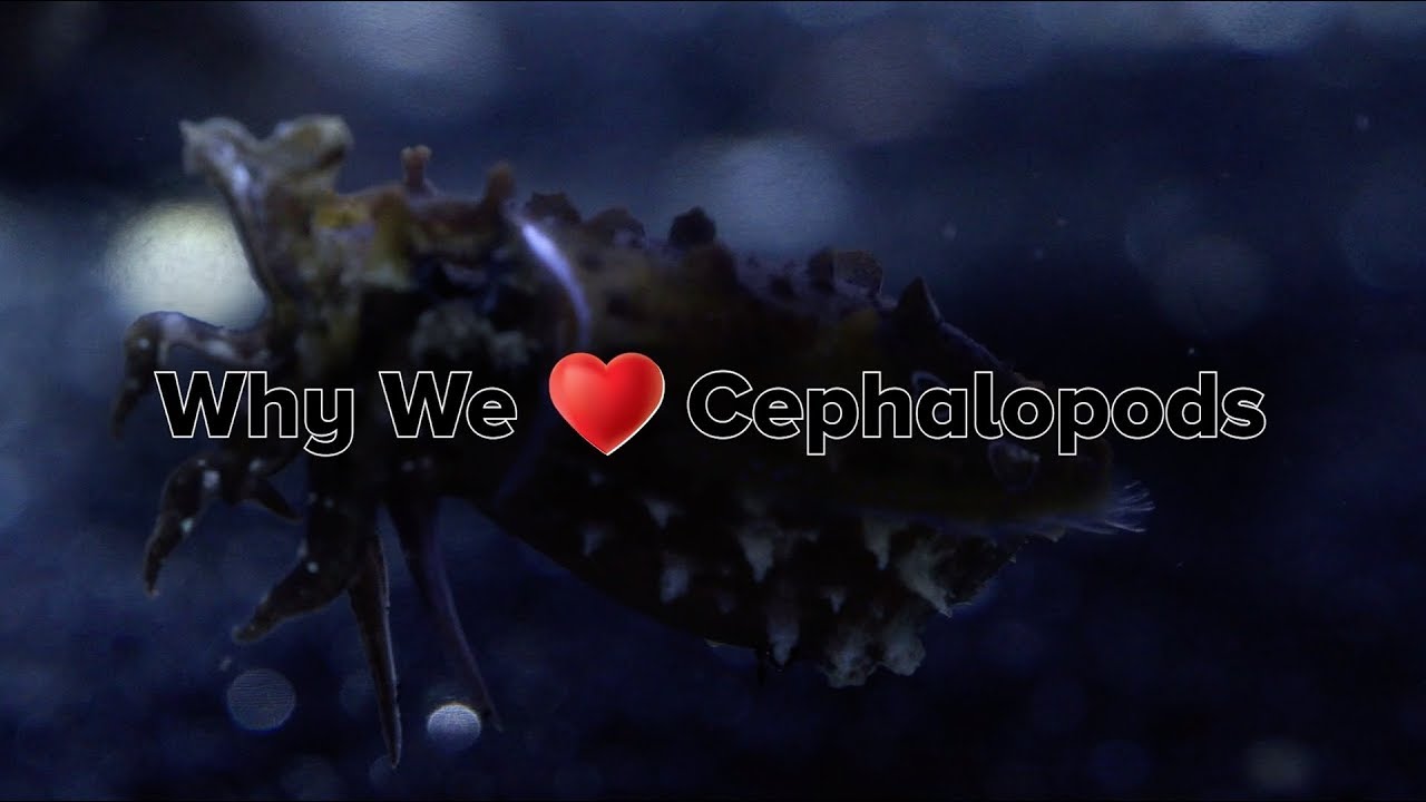 Why We Love Cephalopods