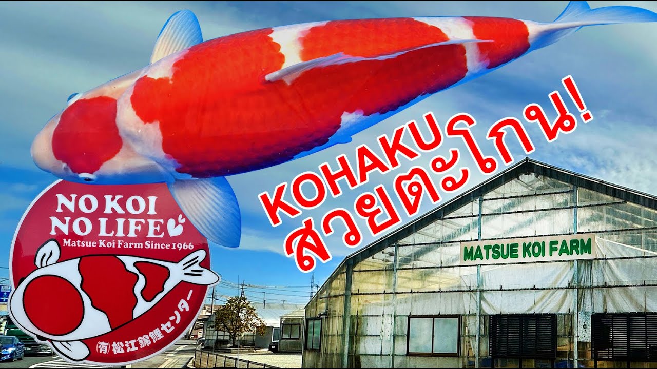 Kohaku สวยๆ อีกฟาร์มในญี่ปุ่นที่ผมไม่เคยเห็น Matsue koi farm