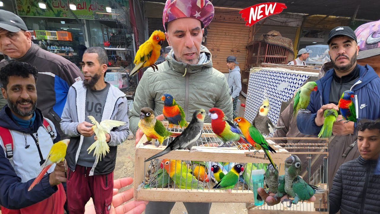 سوق القريعة🔥أجيو نتولعو ونتعرفو على أتمنة مختلف أنواع الطيور على قناتكم عالم الطيور فرحة ممتعة