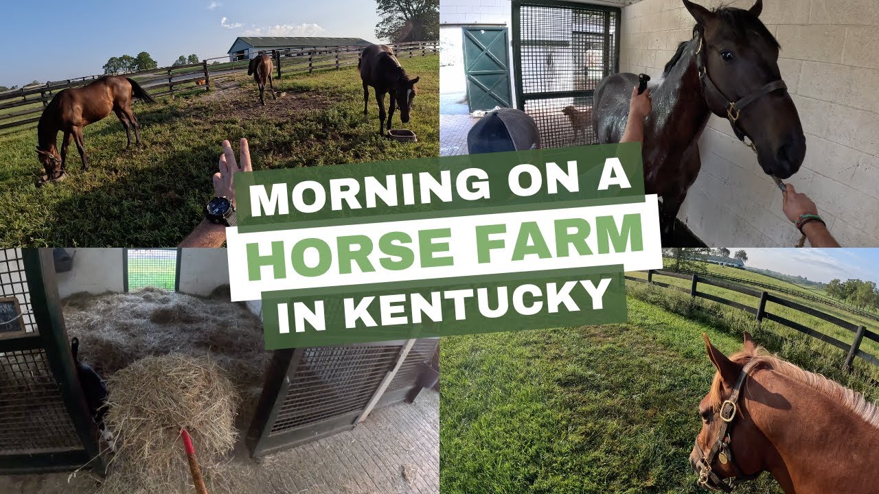 Morning Life on a Kentucky Horse Farm