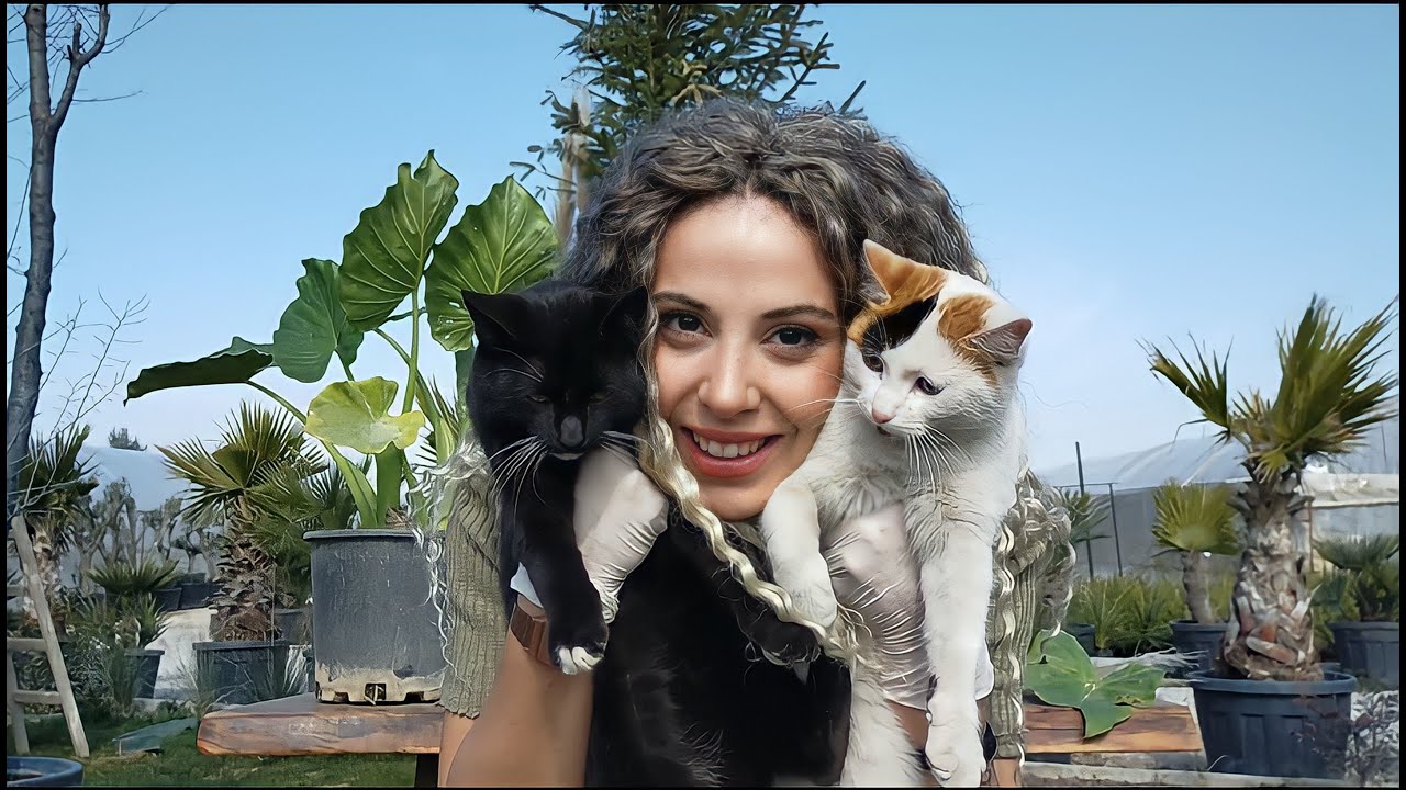 FİL KULAĞI ÇOĞALTIYORUM