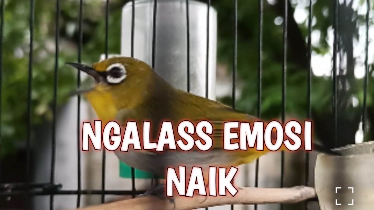 PLECI NGALAS EMOSI NAIK 🔥 BUKA PARUH NONSTOP!! LIVE GACOR HARI INI