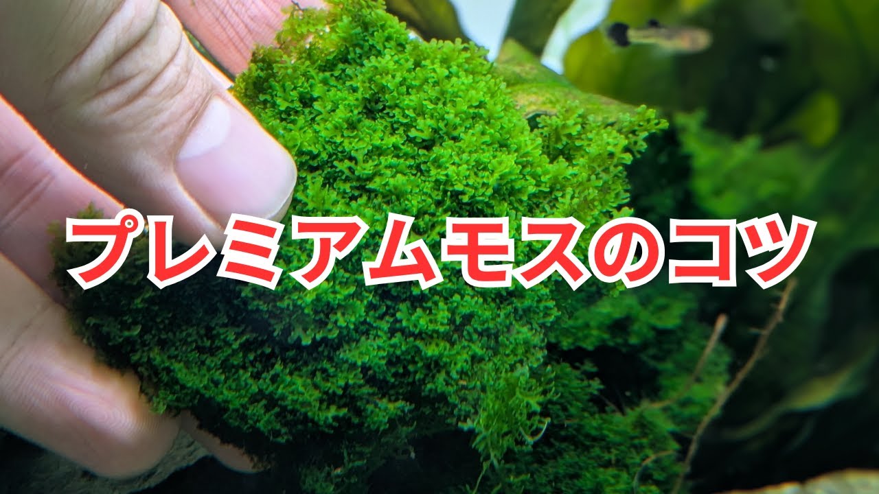プレミアムモスの育成のコツをご紹介します！
