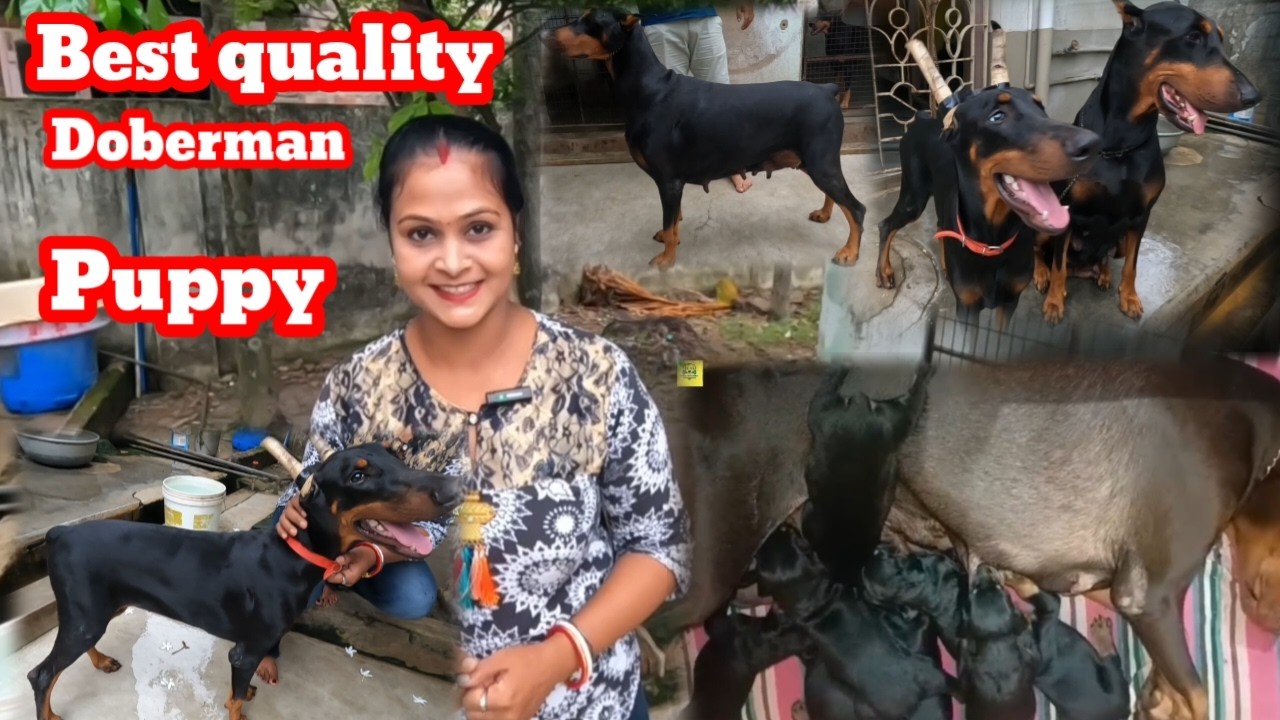 আরো একটা Doberman Dog kennel Visit করে এলাম🤗Best Quality Doberman Dog kennel