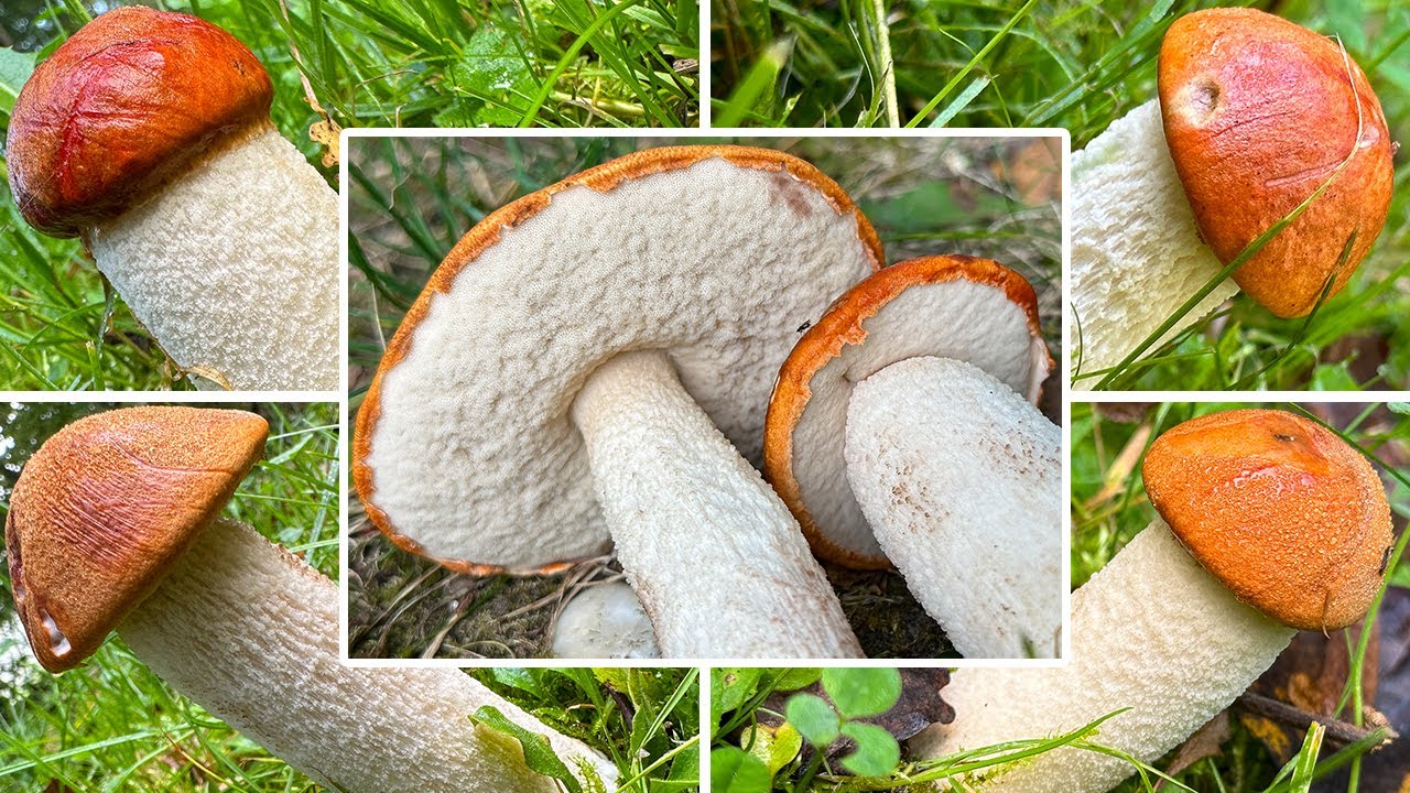 Rotkappe Verwechslung | Wei&szlig;stielige Rotkappe, Espenrotkappe | Leccinum leucopodium, albostipitatum