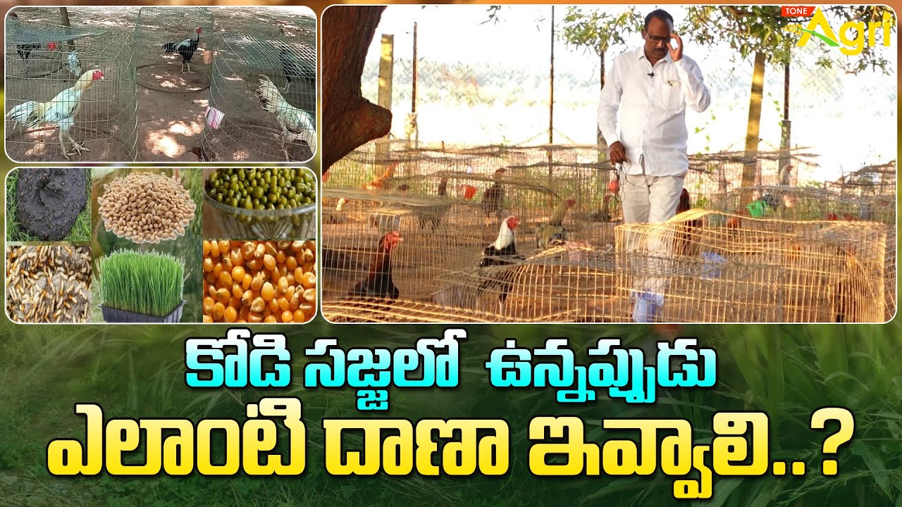 Pandem Kollu Feeding Tips | కోడి సజ్జలో ఉన్నప్పుడు ఎలాంటి దాణా ఇవ్వాలి..? Tone Agri